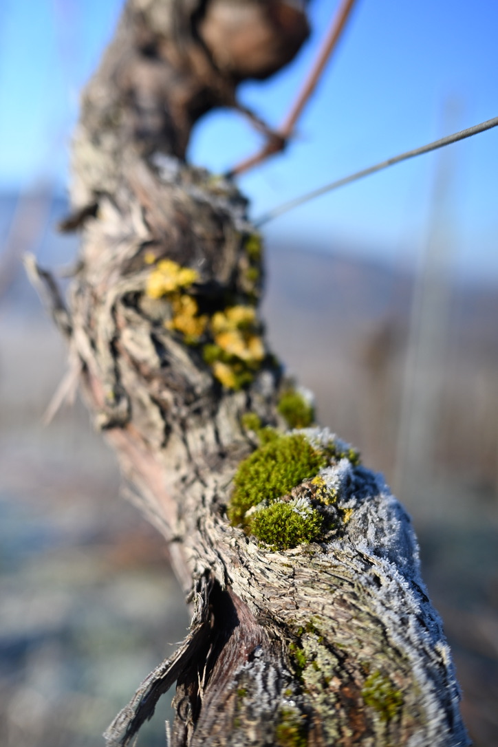 Weinberge